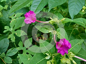 Four oÃ¢â¬â¢clock plant  Mirabilis jalapa L. on the nature background photo